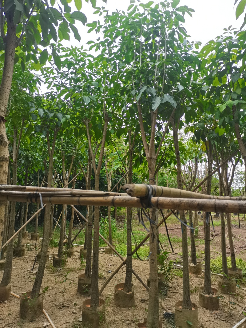 洋红风铃木