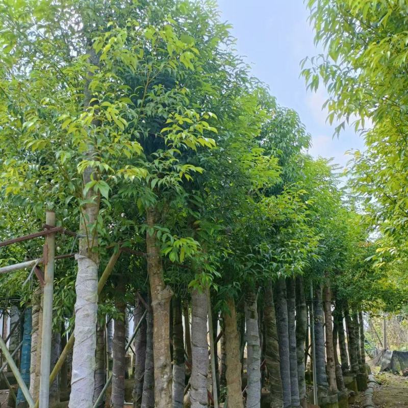 天竺桂