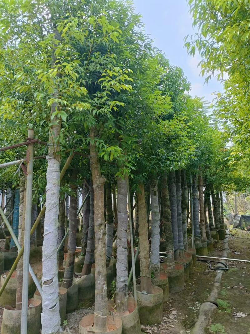 天竺桂