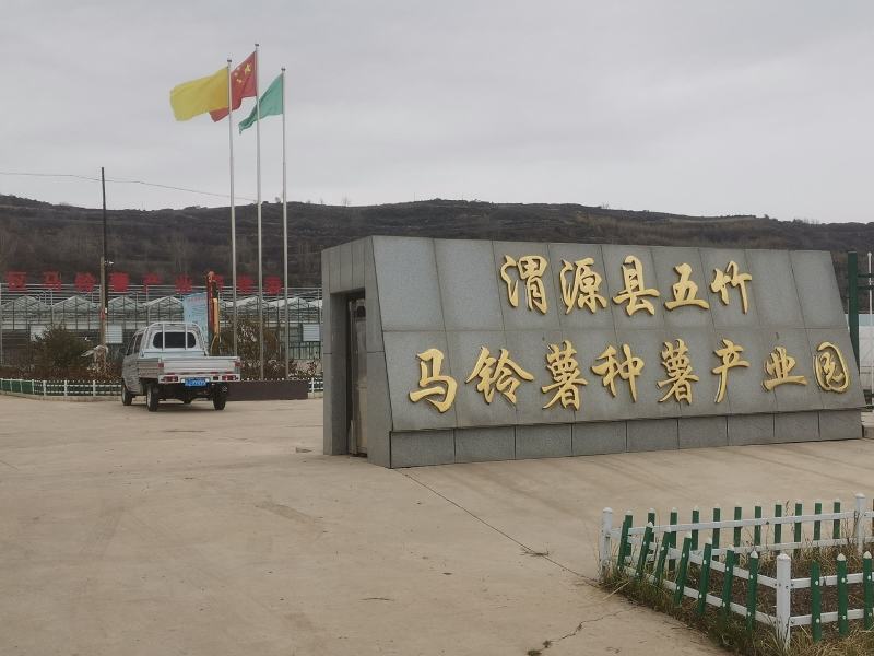 土豆种籽，甘肃产地考察选购批发，货源充足。