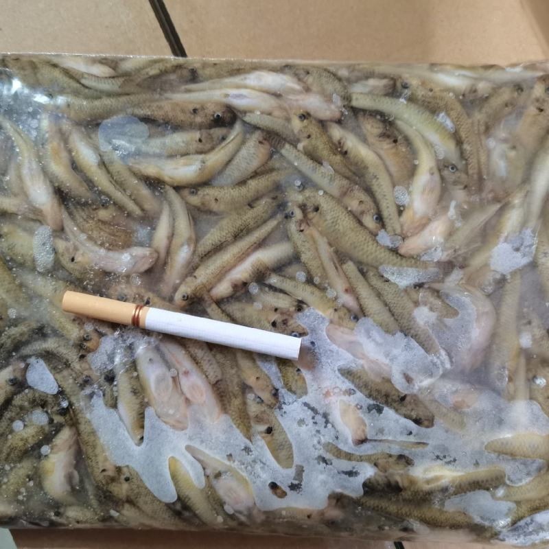 精品冻山坑鱼山根鱼沙里爬财格丁