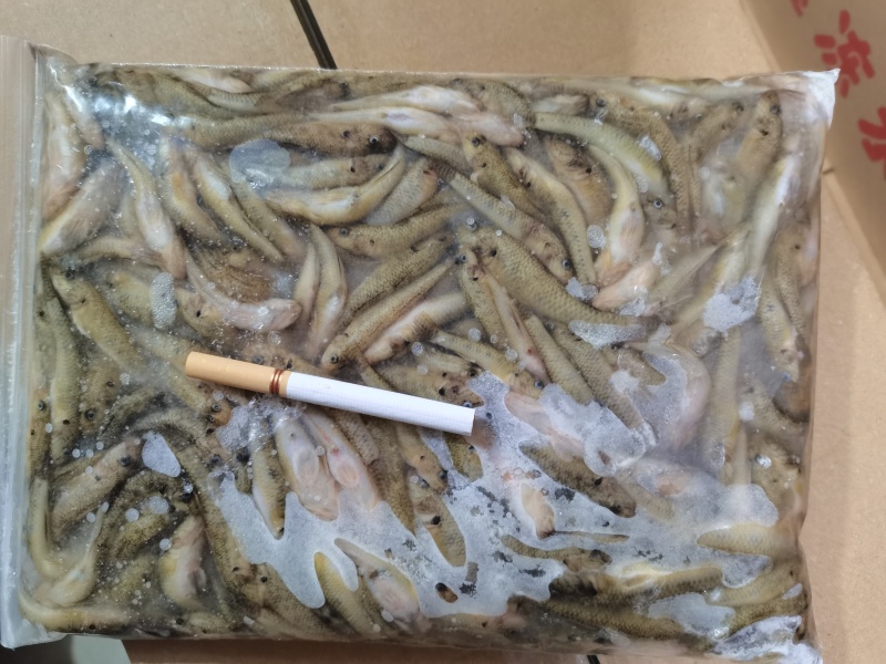 精品冻山坑鱼山根鱼沙里爬财格丁
