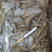 精品冻山坑鱼山根鱼沙里爬财格丁