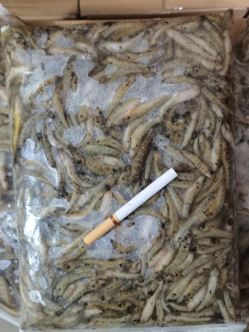精品冻山坑鱼山根鱼沙里爬财格丁