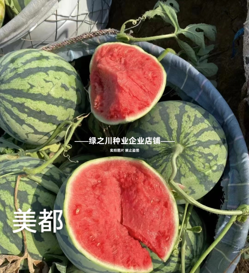 悦都西瓜种子冰糖美都西瓜种子超甜大果皮薄高产耐裂中熟西瓜