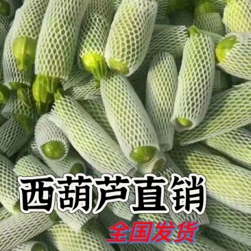 西葫芦新鲜小瓜三月瓜产地农户一手货源对接电商市场全国发货