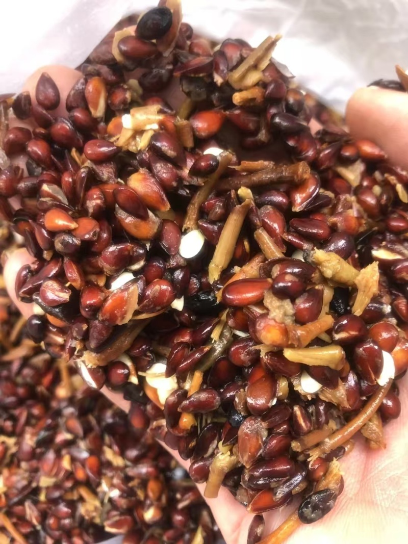 苹果种子现货出售，产地一手货源，新鲜苹果种子现加工