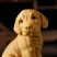 黄杨木雕金毛犬生肖狗工艺品动物摆件实木家居装饰品可爱把玩