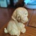 黄杨木雕金毛犬生肖狗工艺品动物摆件实木家居装饰品可爱把玩