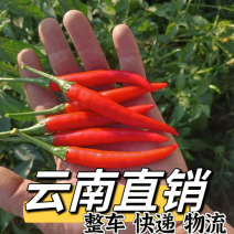 产地直销小米椒，朝天椒，美人椒，实力代办。全国发货