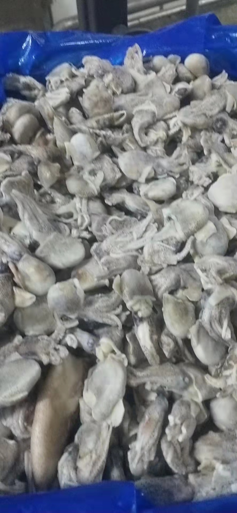 墨斗，墨斗鱼，海墨斗，墨斗，墨斗，墨斗，
