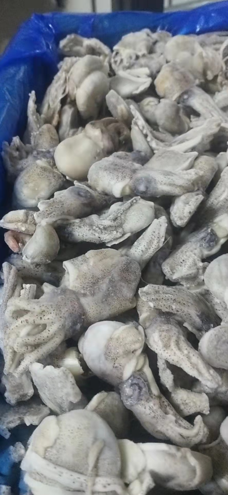 墨斗，墨斗鱼，海墨斗，墨斗，墨斗，墨斗，