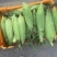 出售大量的自种水果甜玉米新鲜现摘