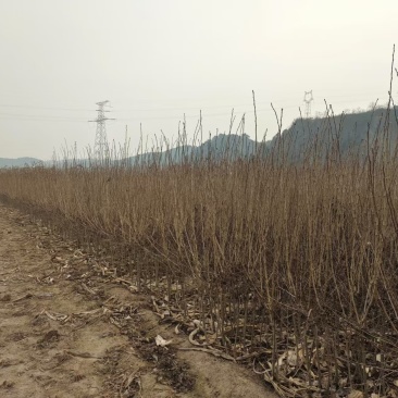 甜口黄山楂苗，新品种现挖现卖当年结果