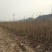甜口黄山楂苗，新品种现挖现卖当年结果