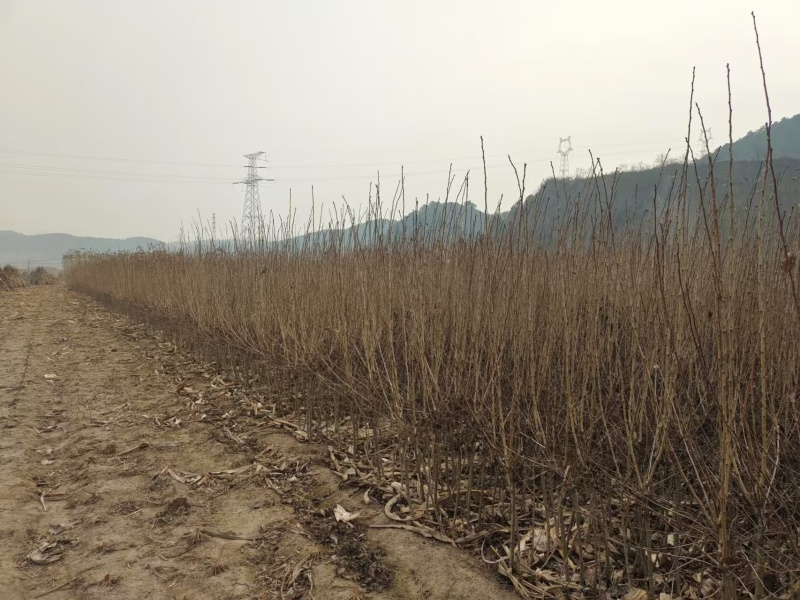 甜口黄山楂苗，新品种现挖现卖当年结果