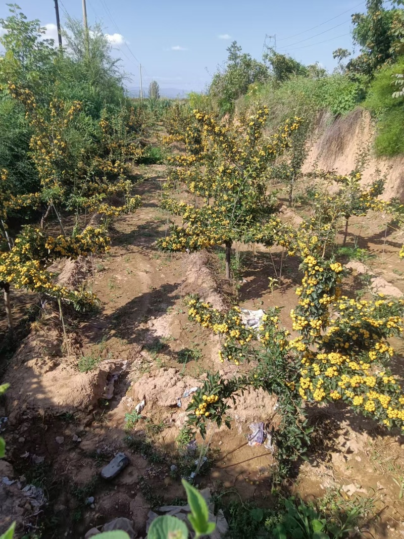 甜口黄山楂苗，新品种现挖现卖当年结果