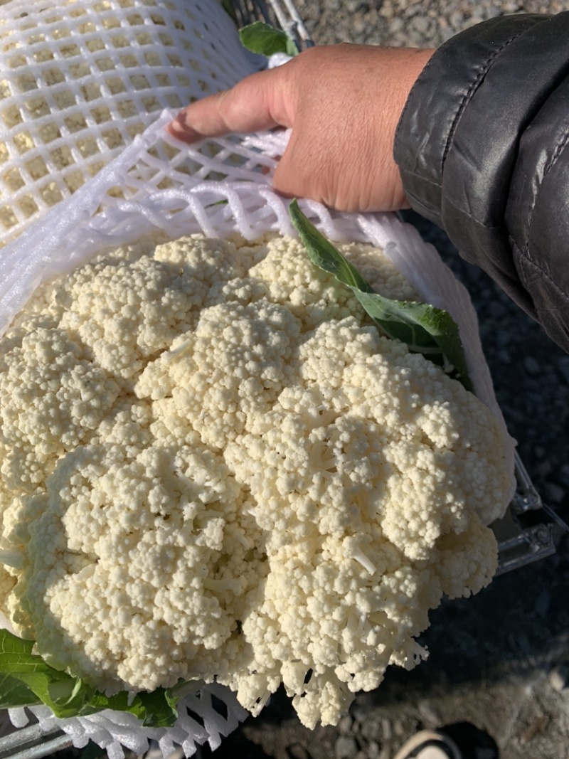 花菜大量上市