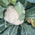 花菜大量上市