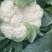 花菜大量上市