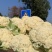 花菜大量上市