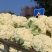 花菜大量上市