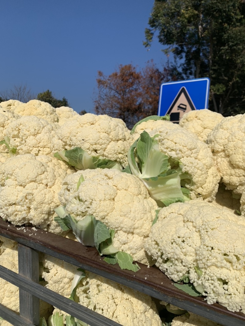 花菜大量上市
