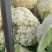 花菜大量上市