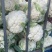花菜大量上市