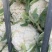 花菜大量上市