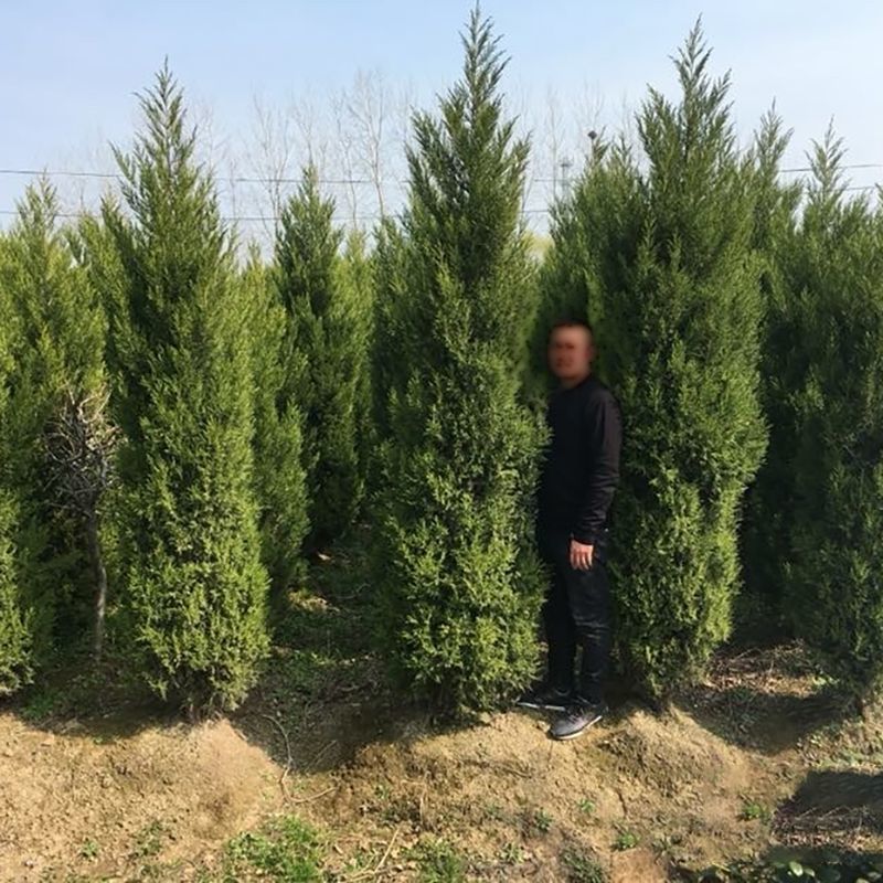 塔柏树苗扁柏松柏侧柏树苗圆柏松树宝塔松龙柏苗四季青工程苗