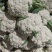 松花菜白面青梗松花菜基地直供对接农户!有冷库打冷,加冰