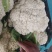 松花菜白面青梗松花菜基地直供对接农户!有冷库打冷,加冰