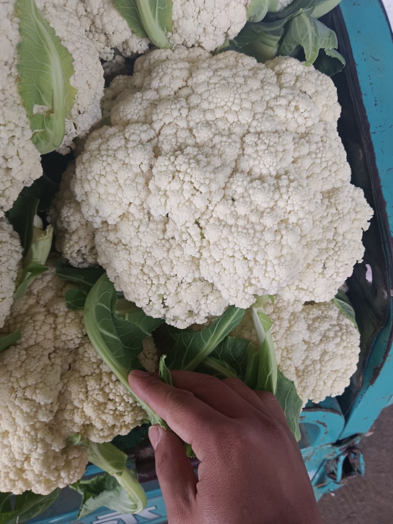 松花菜白面青梗松花菜基地直供对接农户！有冷库打冷，加冰