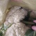 松花菜白面青梗松花菜基地直供对接农户!有冷库打冷,加冰