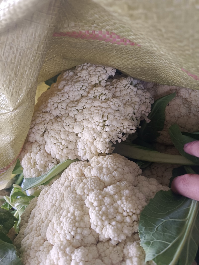 松花菜白面青梗松花菜基地直供对接农户！有冷库打冷，加冰