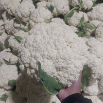 河南有机散花菜白面青梗鲜货全程视频看货基地种植