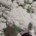 河南有机散花菜白面青梗鲜货全程视频看货基地种植