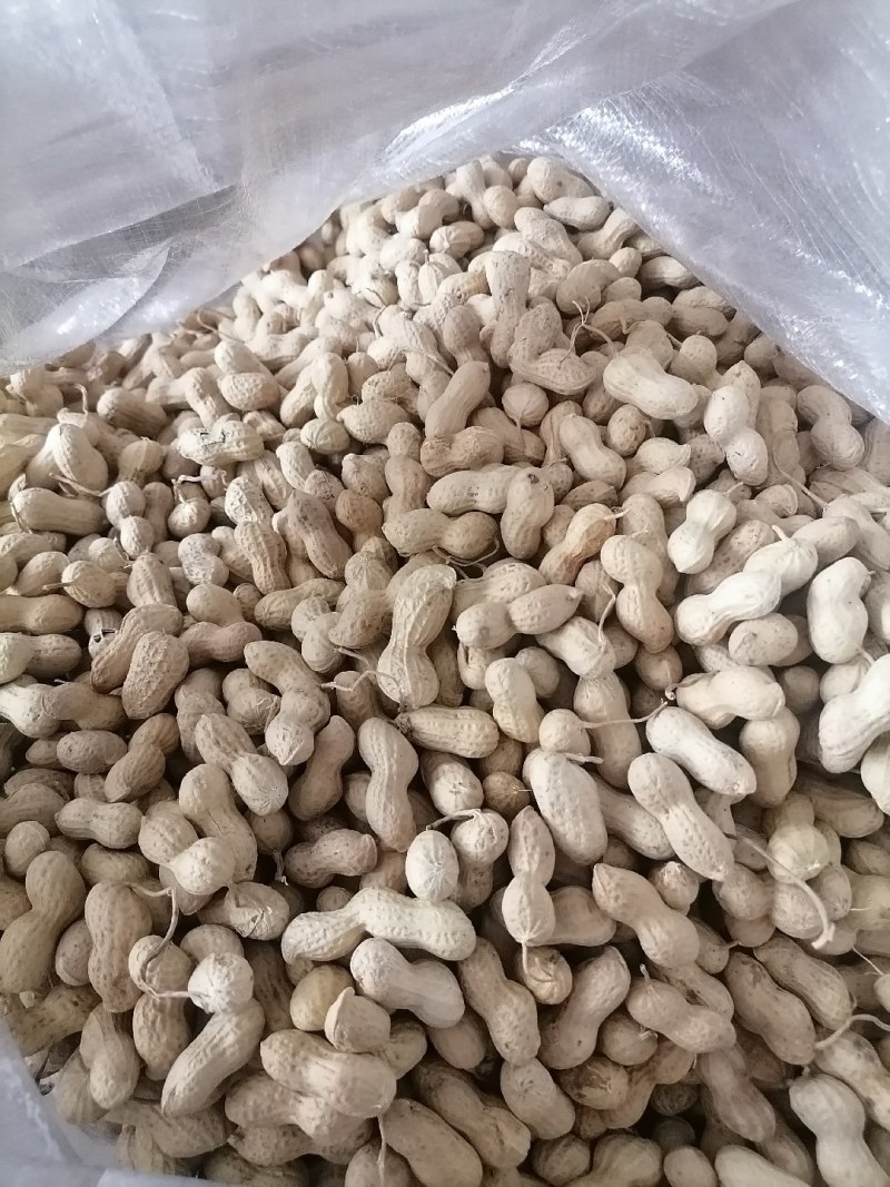 东北小日本带壳花生过筛干整齐味美质量好价格低