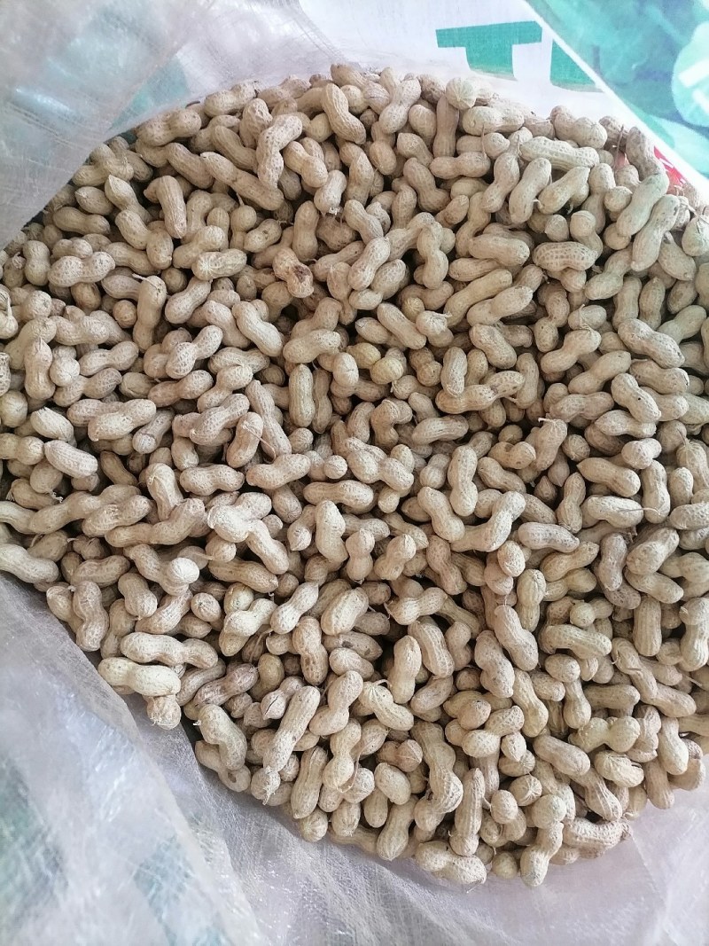 东北小日本带壳花生过筛干整齐味美质量好价格低