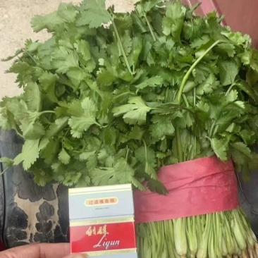 精品香菜