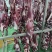 空运保鲜牛肉16分体