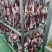 空运保鲜牛肉16分体