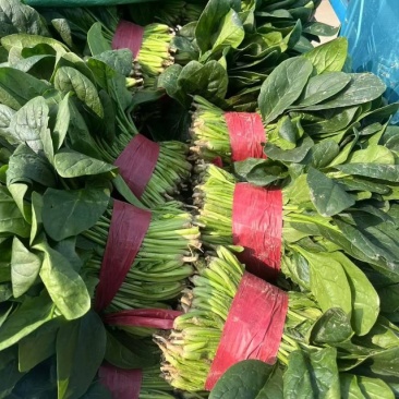 东北市场专用菠菜