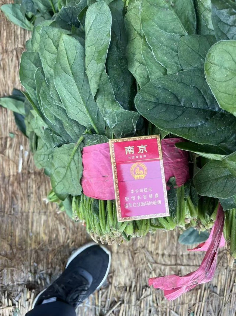 东北市场专用菠菜