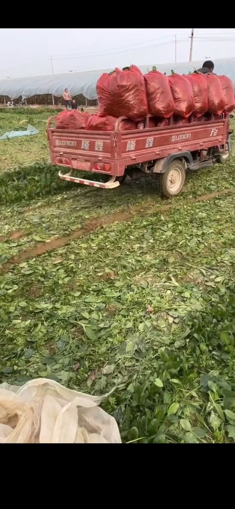 东北市场专用菠菜