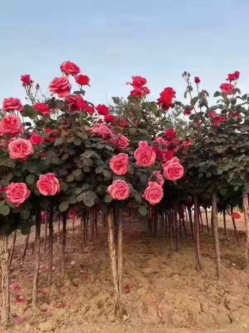 古桩树桩月季大棵3-8公分特大花多色红色棒棒糖树状月季