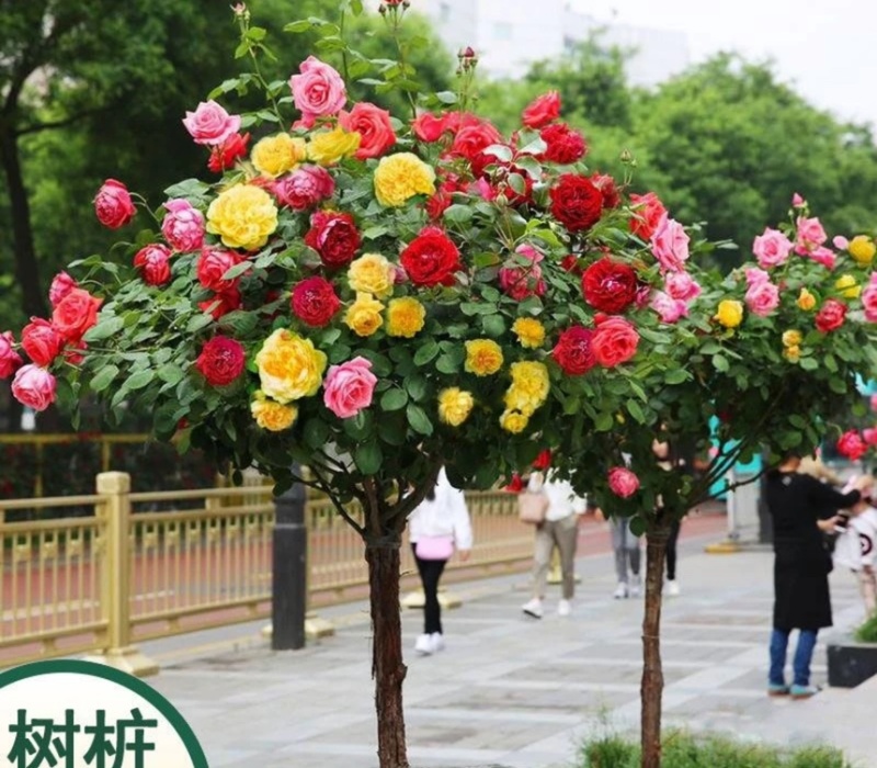 古桩树桩月季大棵3-8公分特大花多色红色棒棒糖树状月季