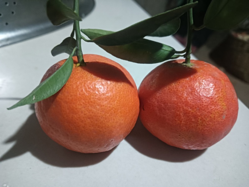 精品东方红蜜橘皮薄多汁质量保证量大从优诚信经营欢迎咨