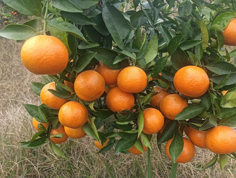 精品东方红蜜橘皮薄多汁质量保证量大从优诚信经营欢迎咨